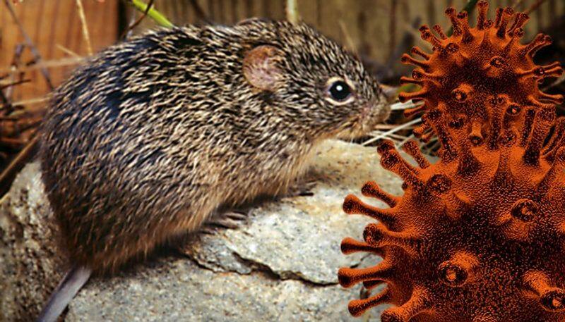 After coronavirus, Hantavirus claims 1 life in China; but what is it?