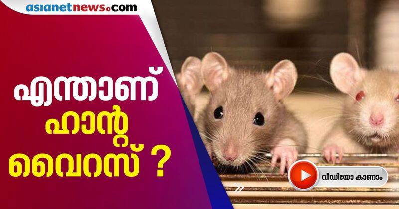 what is hantavirus