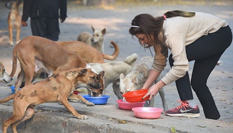 Pet lovers provides water and food to Stray dog in udupi