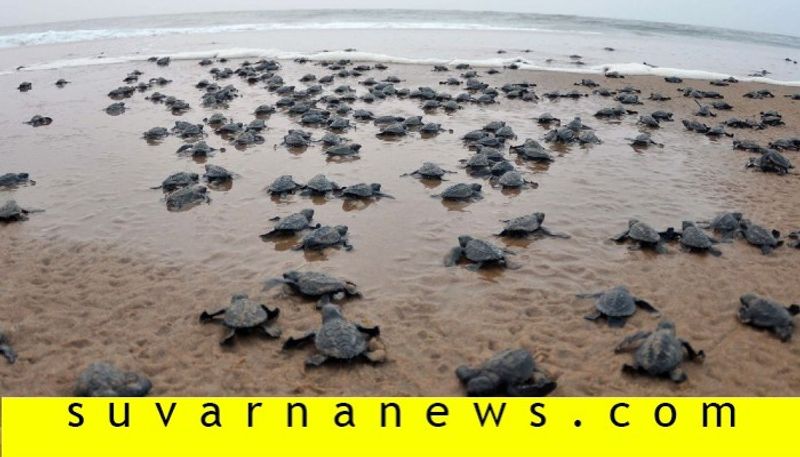 With Humans Under Lockdown, 8 Lakh Olive Ridley Turtles comes On Odisha Coast