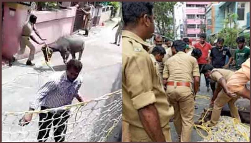 fire and rescue fight with bull on lock down days in kochi