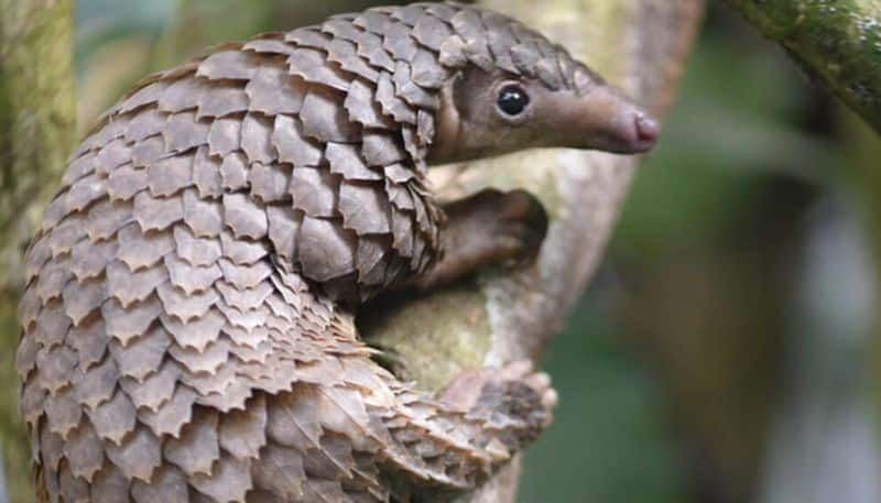 Pangolin smuggling Three arrested in kodagu snr