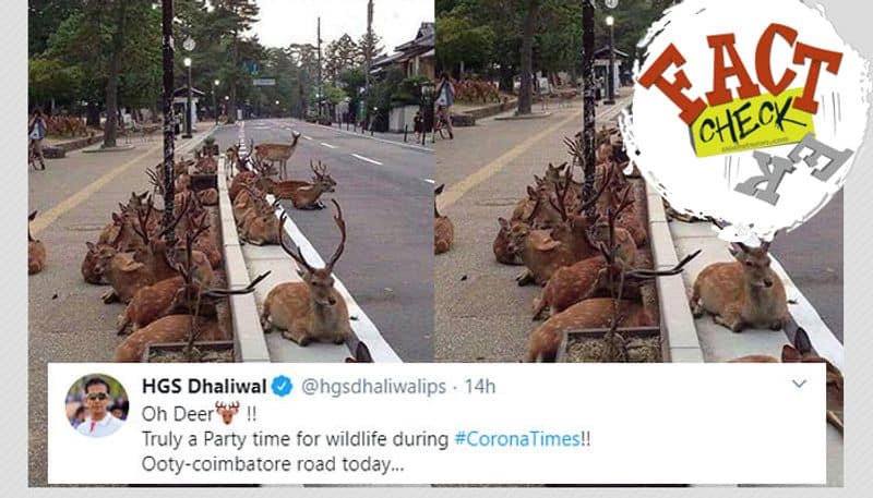 reality behind claim of deers take over ootty Coimbatore road during covid 19 lock down