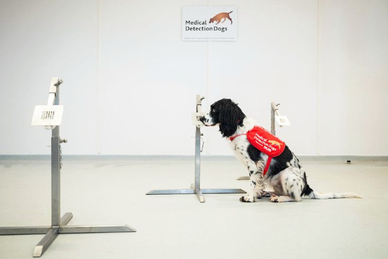 medical dogs help fight on coronavirus