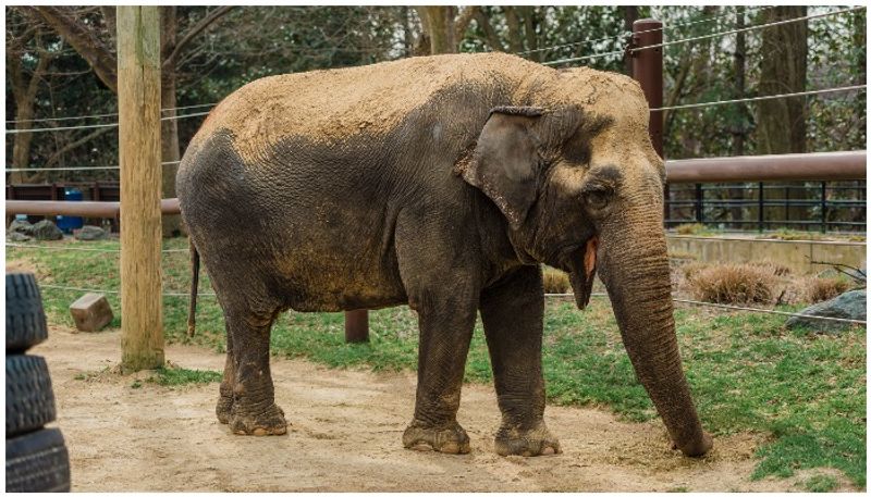 72-year-old Indian elephant gets mercy killed in Smithsonian National Zoo in Washington