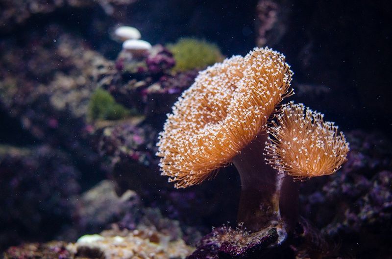 Scientists Warn of Largest Global Coral Bleaching Event