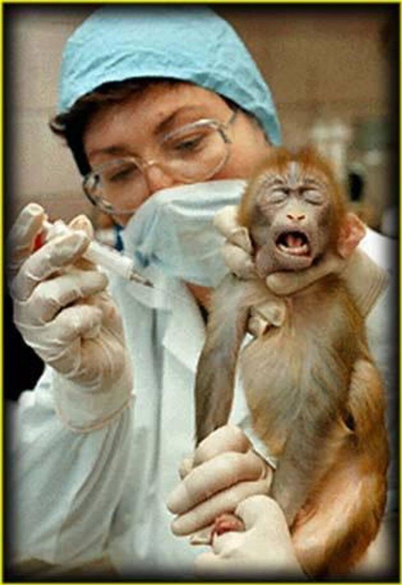 monkey test gave confident regarding corona virus