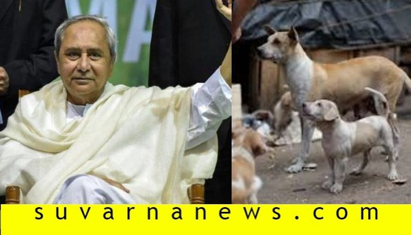 Odisha Govt sanctions 54 lakhs to feed stray animals