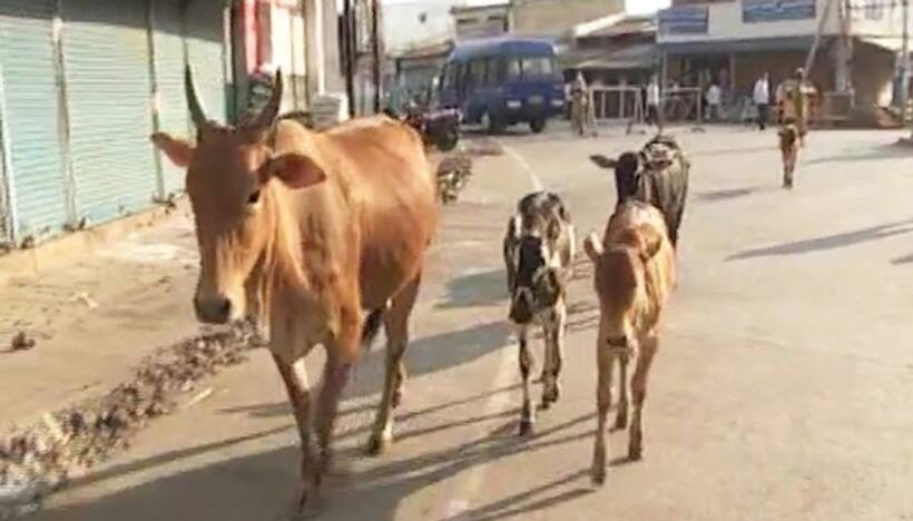 ये कांग्रेस शासित राज्य सरकार पशुपालकों से खरीदेगी गाय का गोबर, जानें क्या है माजरा
