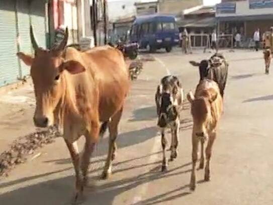 Baghel government will buy cow dung, try to woo Hindus or will be good for cattle