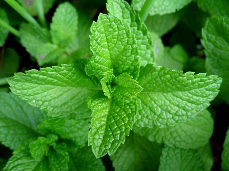 You can grow herbs in the kitchen