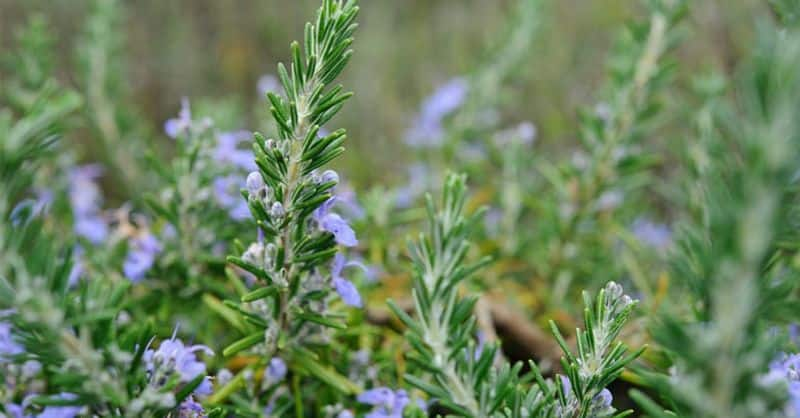 You can grow herbs in the kitchen