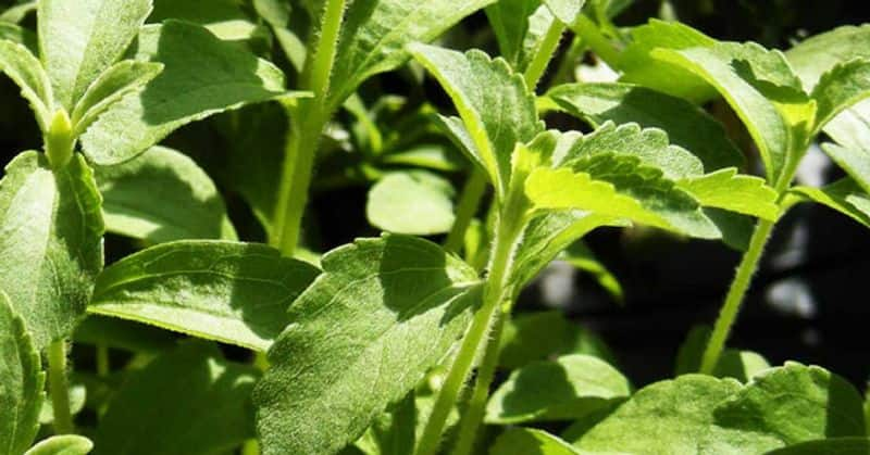 You can grow herbs in the kitchen