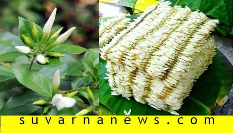 Mangalore woman grows jasmine on terrace  earns money in lockdown snr