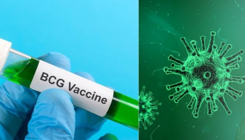 US scientists link BCG vaccination with coronavirus cases