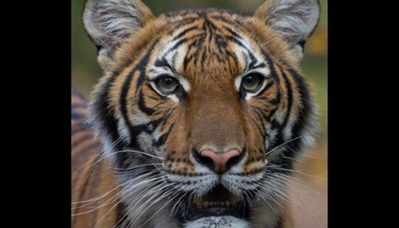 Coronavirus world first tiger Bronx Zoo New York tests positive COVID-19