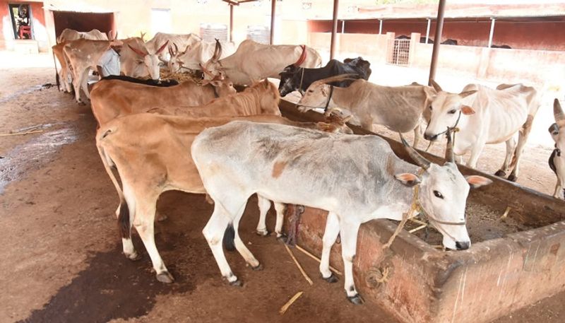 Lack of forage to Cow Shelter in Hubballi due Bharath LockDown