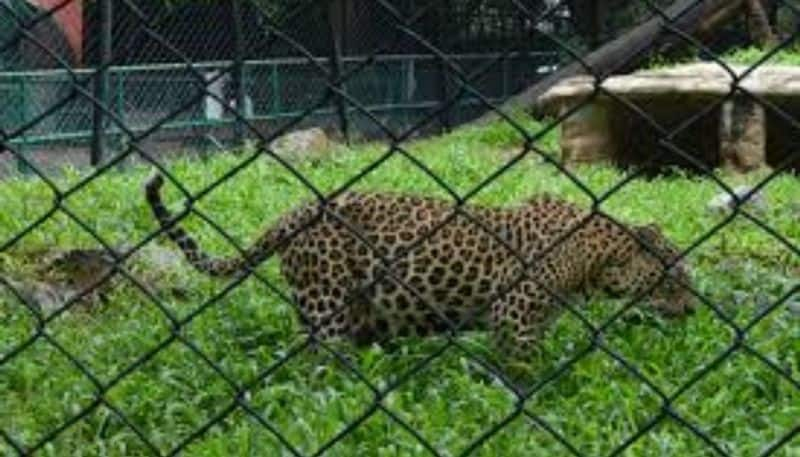 Brace yourself to enjoy the virtual experience of Kolkata's Alipore Zoo