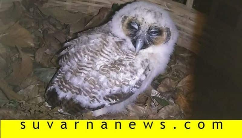 wild spotted owl found in Madikeri