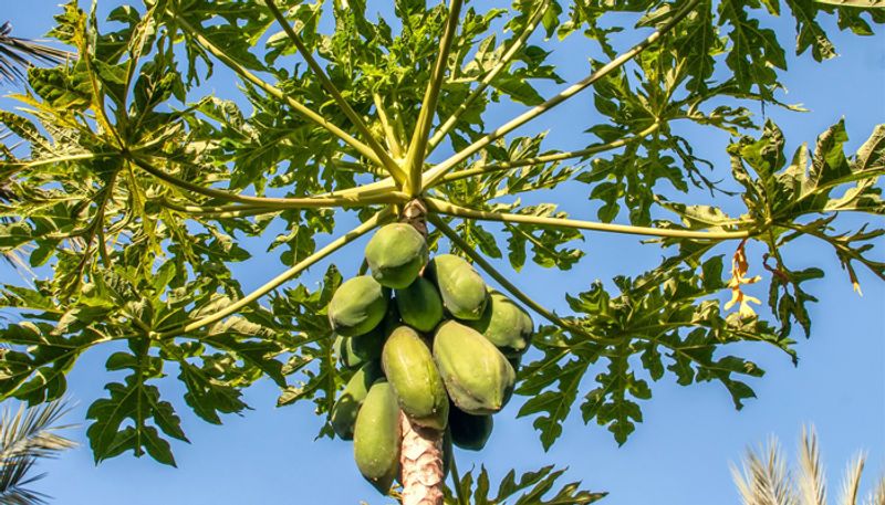 how to grow papaya agricultural news