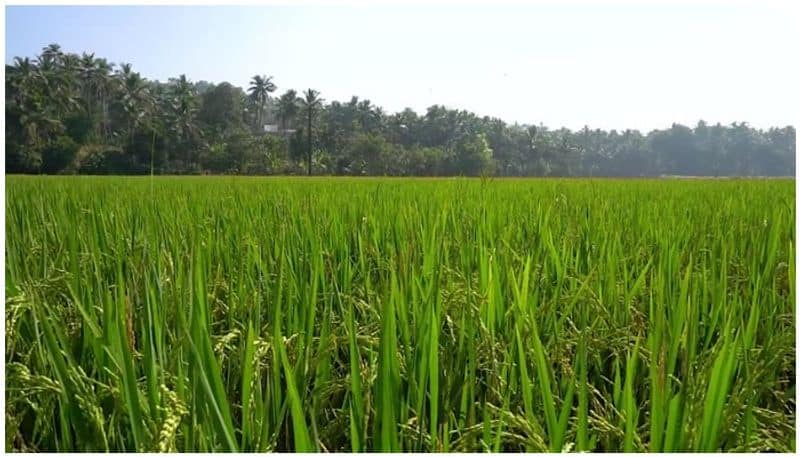 owners of cultivable paddy land get royalty from govt