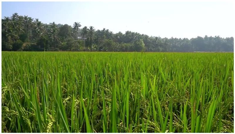 owners of cultivable paddy land get royalty from govt