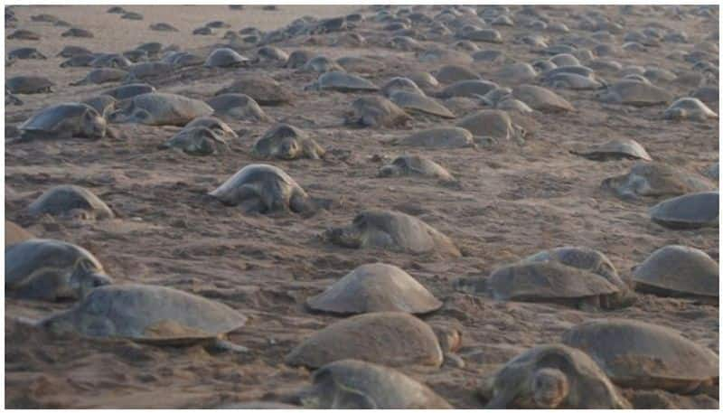 Ridley Baby Turtles Shifted To Sea in Uttara Kannada hls