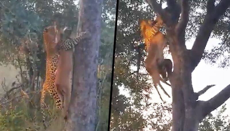 Leopard climbs a tree with its prey, video goes viral on social media