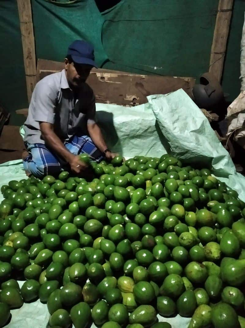 Avocado farmers wayanad issues