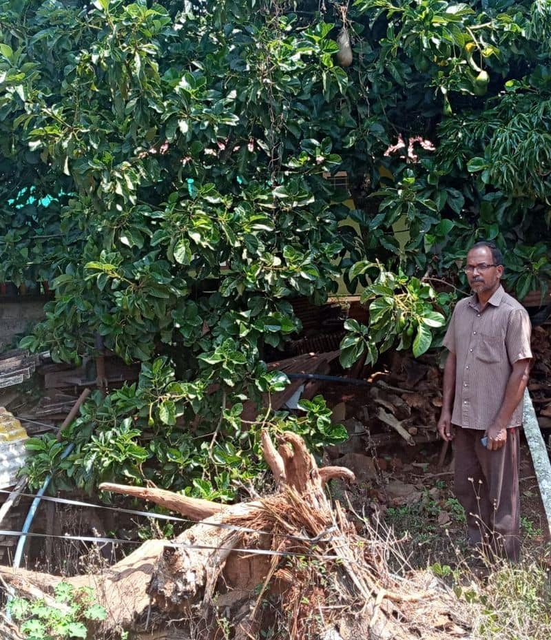 Avocado farmers wayanad issues