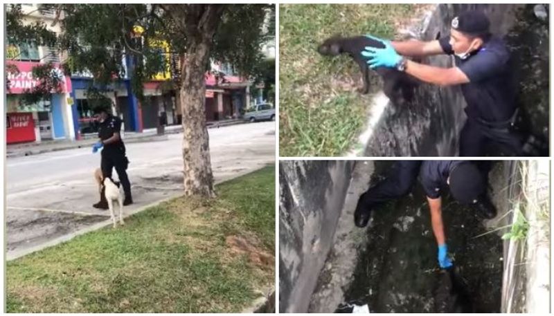 cop praised for saving trapped puppy from drainage canal canine parents wag their tails with thanks