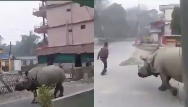 rhino walks out of chitwan national park in nepal