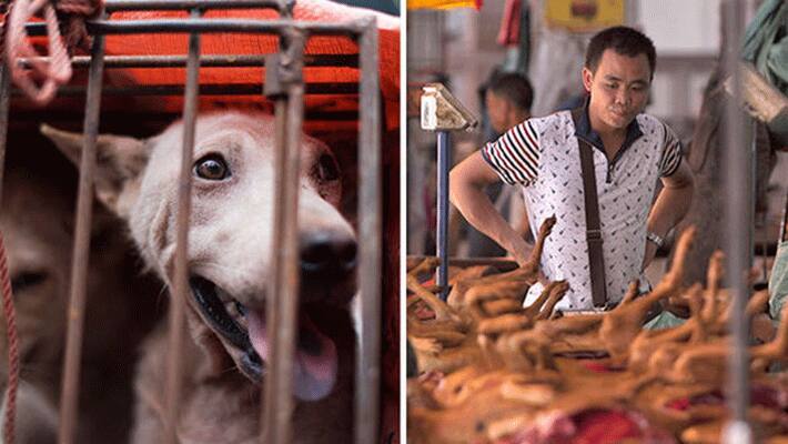 china dog meat ban...consumption by humans