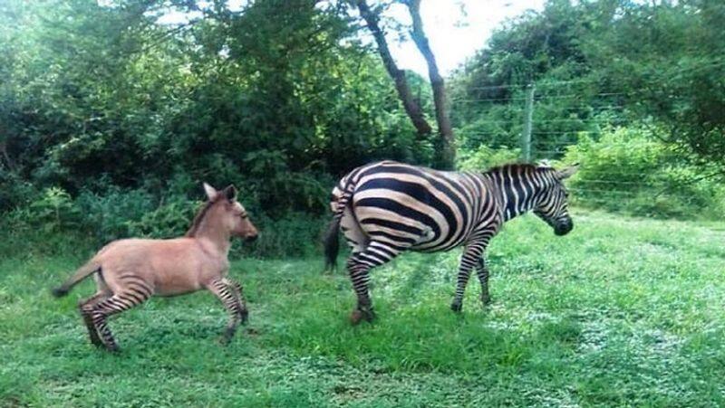 Meet zonkey, the super kid of  zebra and donkey