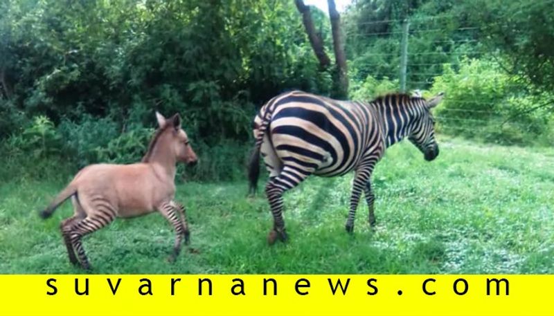 In Kenya Zebra Mates With Donkey Gives Birth To Highly Unusual Zonkey