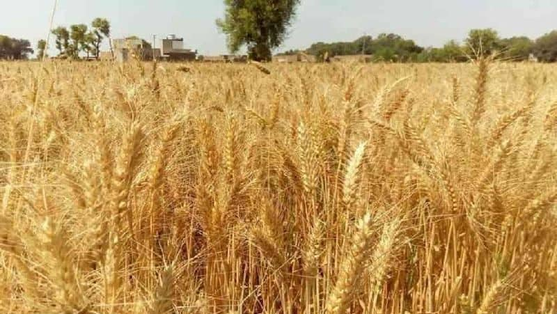 Harvesting Machines Demand Raised in Chikkamaguluru snr