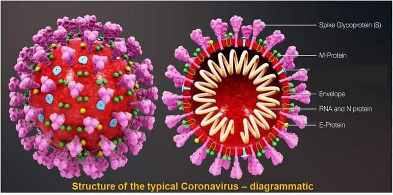 woman died of coronavirus and her husband gets corona positive