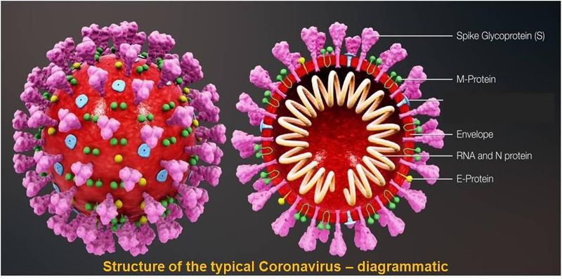 woman died of coronavirus and her husband gets corona positive