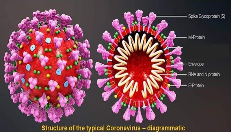 Why coronavirus is so lethal & fast-spreading: Its biology, disease, cure & call for united action