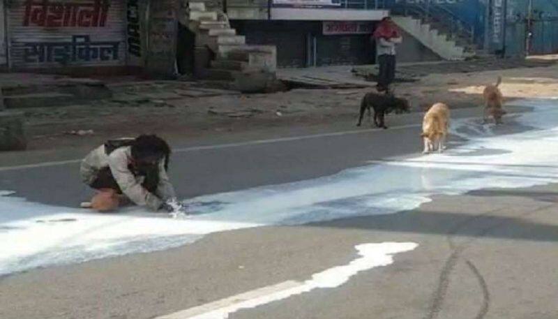 Man Dogs Sharing Spilt Milk In Agra Shows Lockdown Desperation