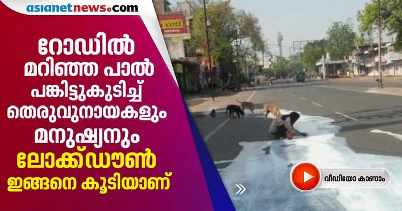 Agra man and  dogs drinking milk spilt on road