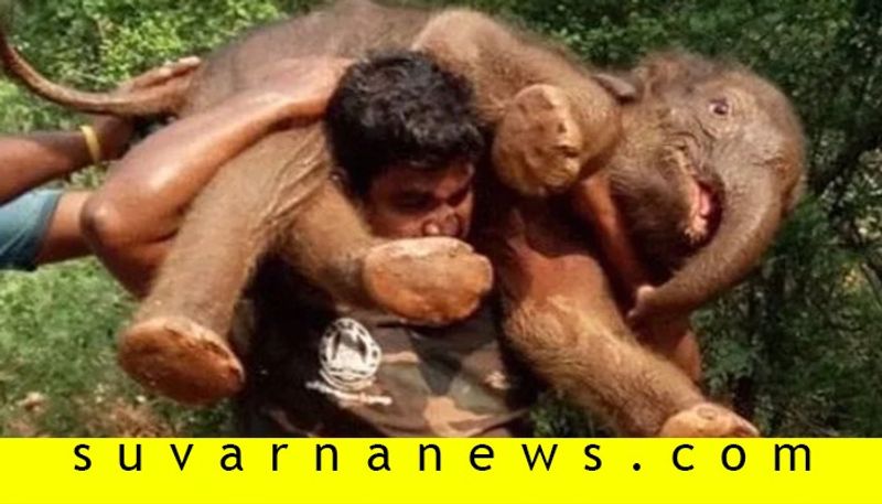 When A Tamil Nadu Forest Guard Carried A Baby Elephant On His Shoulders