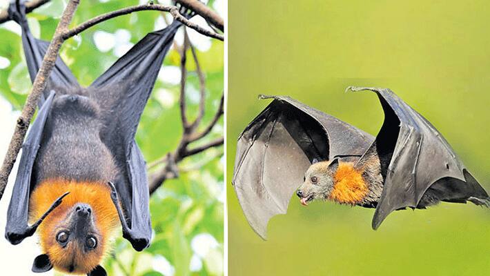 ICMR study finds presence of 'bat coronavirus' in two Indian bat species