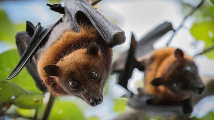 South Asian scientists and conservationists bust myths about bats and COVID-19