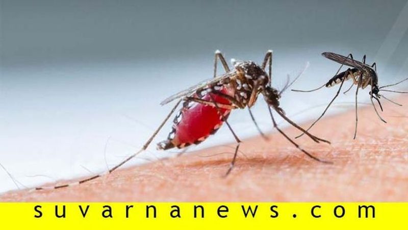 Summer weather is here so is dengue know more about it