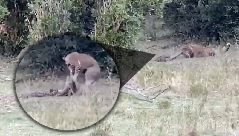 Leopard and python indulge in deadly fight; as video goes viral, find out who won