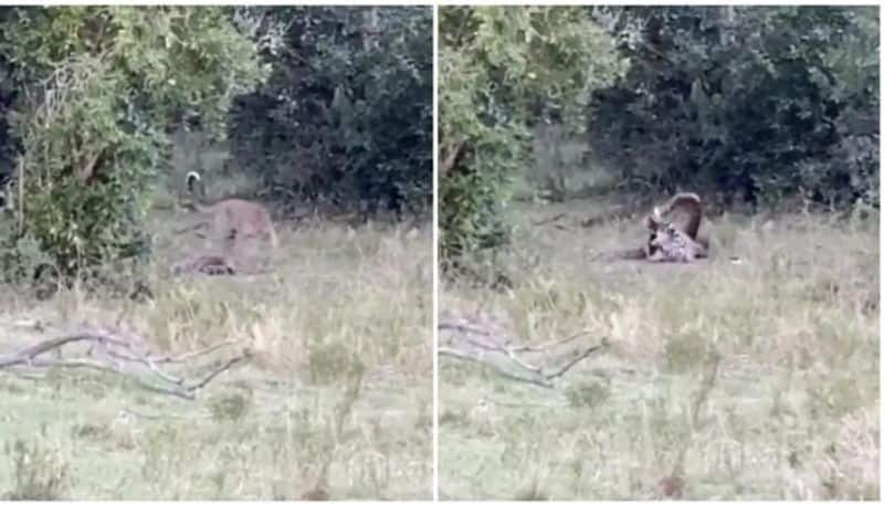 leopard and python caught in deadly battle in viral video