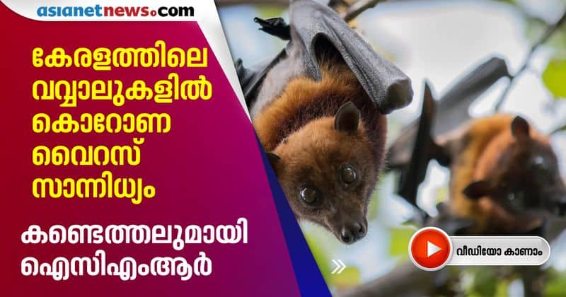 icmr study finds corona virus in bat species from four states including kerala