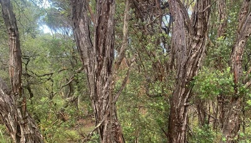 snake catchers team shares a photo to spot out huge python