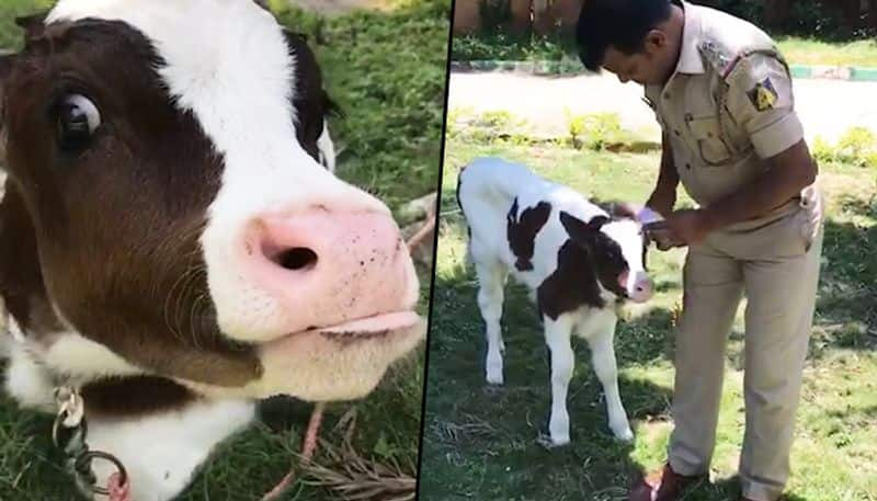 Coronavirus lockdown: Meet this Bengaluru Police inspector who turned into gau rakshak